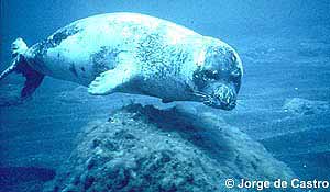 Med. Monk Seal