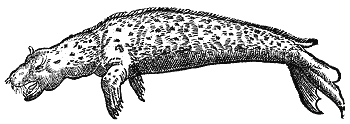 monk seal woodcut