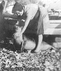 A young monk seal captured and clubbed to death
