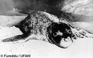A neonate monk seal pup