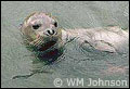 Mediterranean Monk Seal