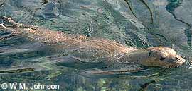 Mediterranean Monk Seal